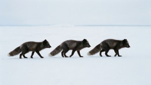 Three in Snow