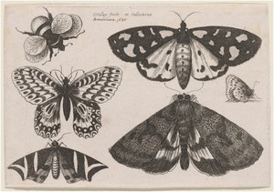Three Moths, Two Butterflies, and a Bumble Bee