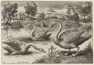 Three Whooper Swans
