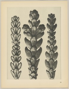 Thujopsis dolabrata