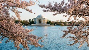 Tidal Basin Cherry Blossoms