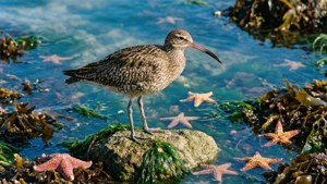 Tidal Pool Explorer