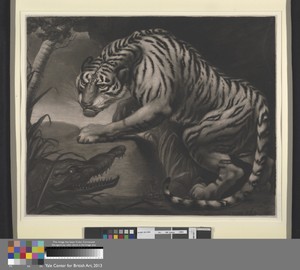 Tiger and Crocodile