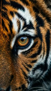 Tiger Eye