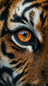 Tiger Eye Detail