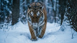 Tiger in Winter
