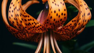 Tiger Lily Closeup