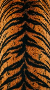 Tiger Stripe Camo