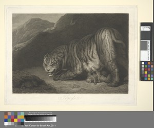 Tigress