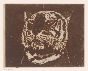 Tijger