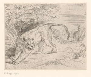 Tijger