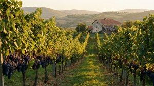 Tikveš Vineyard