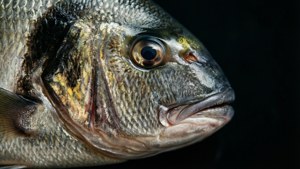 Tilapia Macro Detail