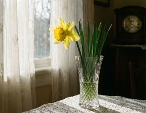 Timeless Daffodil Still Life