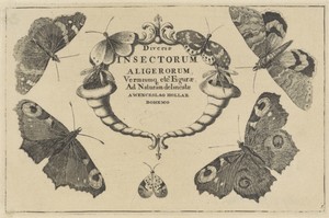 Titelprent voor een serie met verschillende insecten
