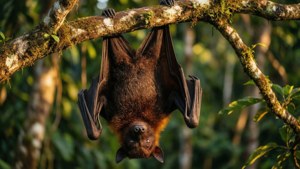 Tongan Fruit Bats