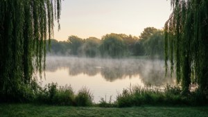 Toogood Pond Morning