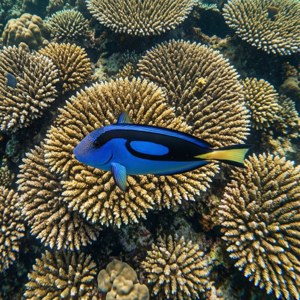 Top-Down Blue Tang