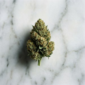 Top-Down Marble Bud