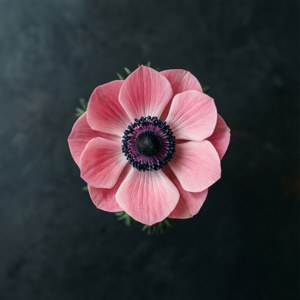 Top-Down Pink Anemone