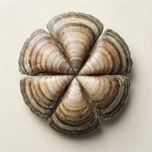 Top View Chiton Shell