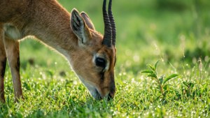 Topi Grazing Morning
