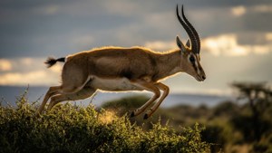 Topi Leaping Action