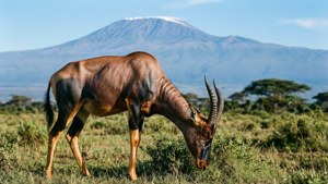 Topi with Kilimanjaro