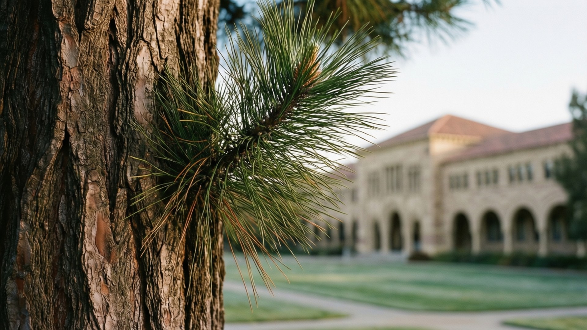 Torrey Pine Morning by Wallpapers.art Studio