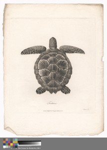 Tortoise