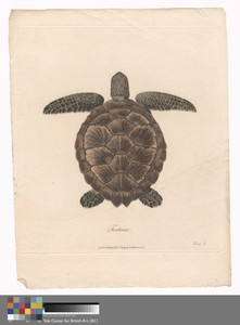 Tortoise