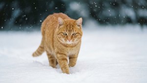 Toyger in Snow