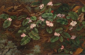 Trailing Arbutus