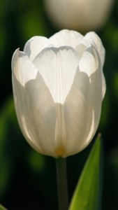 Translucent White Tulip