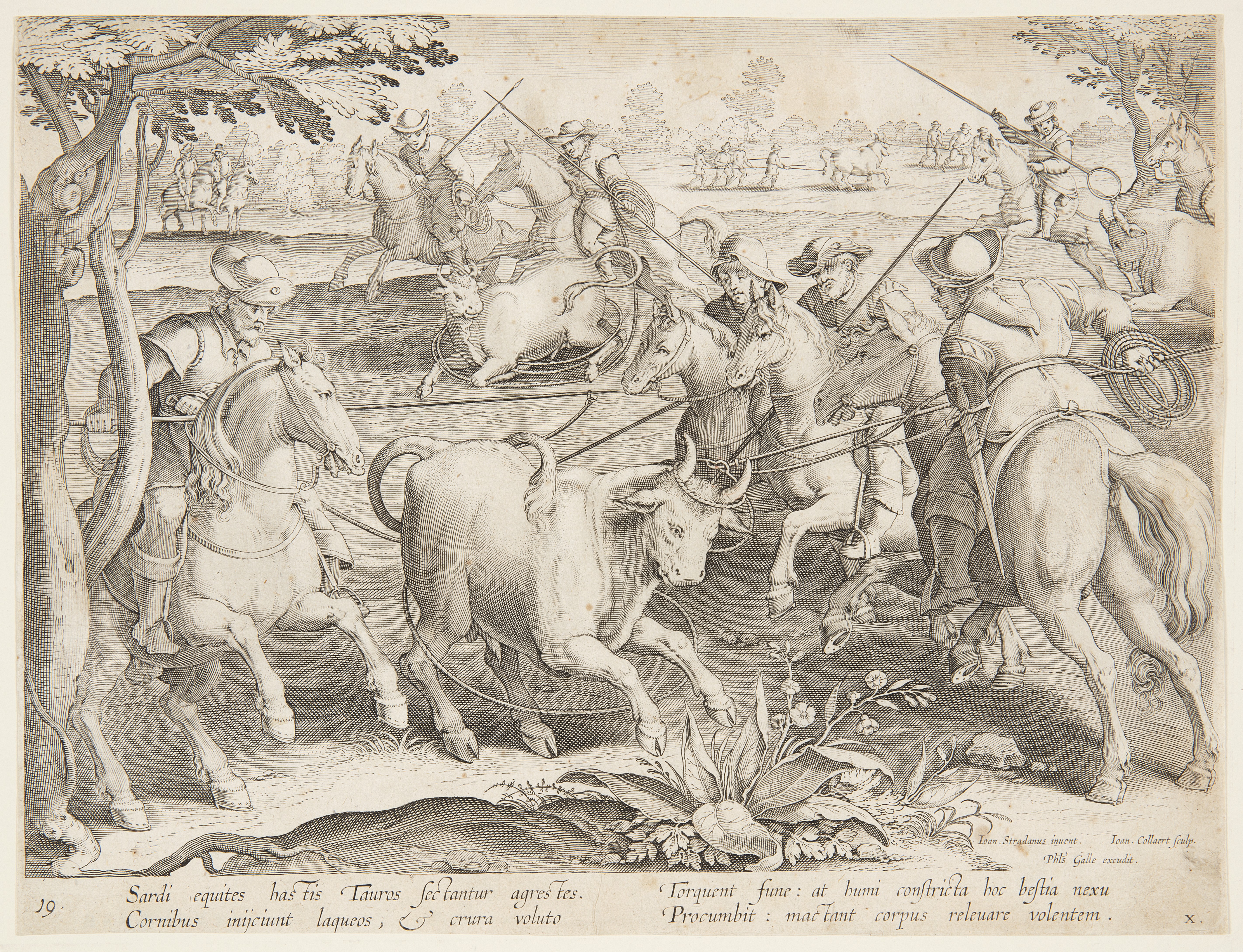Trapping wild bulls by Jan Collaert (II)