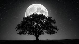 Tree and Moon