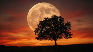 Tree and Supermoon