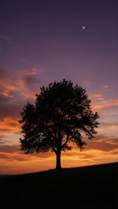 Tree at Dusk