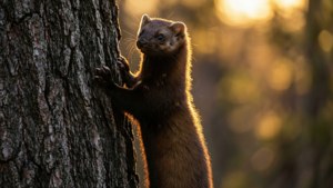 Tree Climber