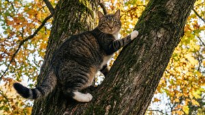 Tree Climber Mimi