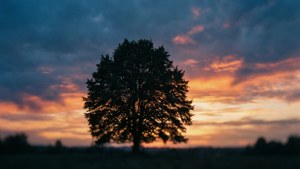 Tree Silhouette at Sunset