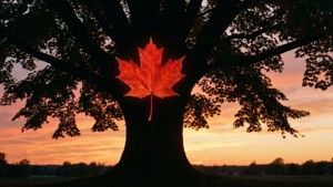 Tree Silhouette Flag