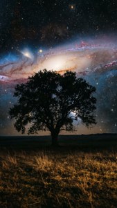 Tree Silhouette Quasar