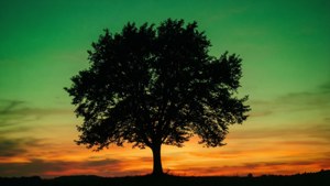Tree Silhouette Sunset