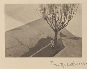 [Tree with Dog]