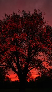 Tree with Red Leaves