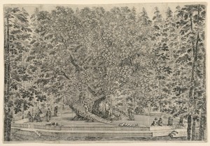Tree with Two Spiral Stai
