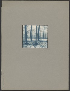 [Trees Along Snowy Riverbank]