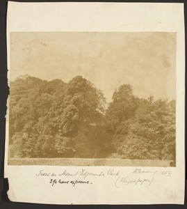 Trees in Mount Edgecombe Park