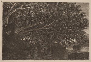 Trees Overhanging a Pond
